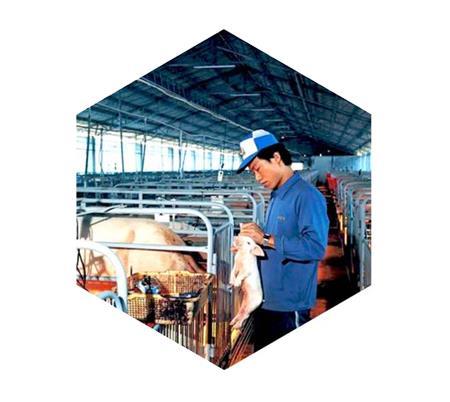 华光畜牧养殖采暖系统 华光畜牧养殖采暖系统